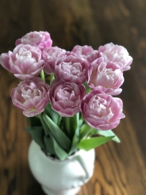 Vogue Tulips